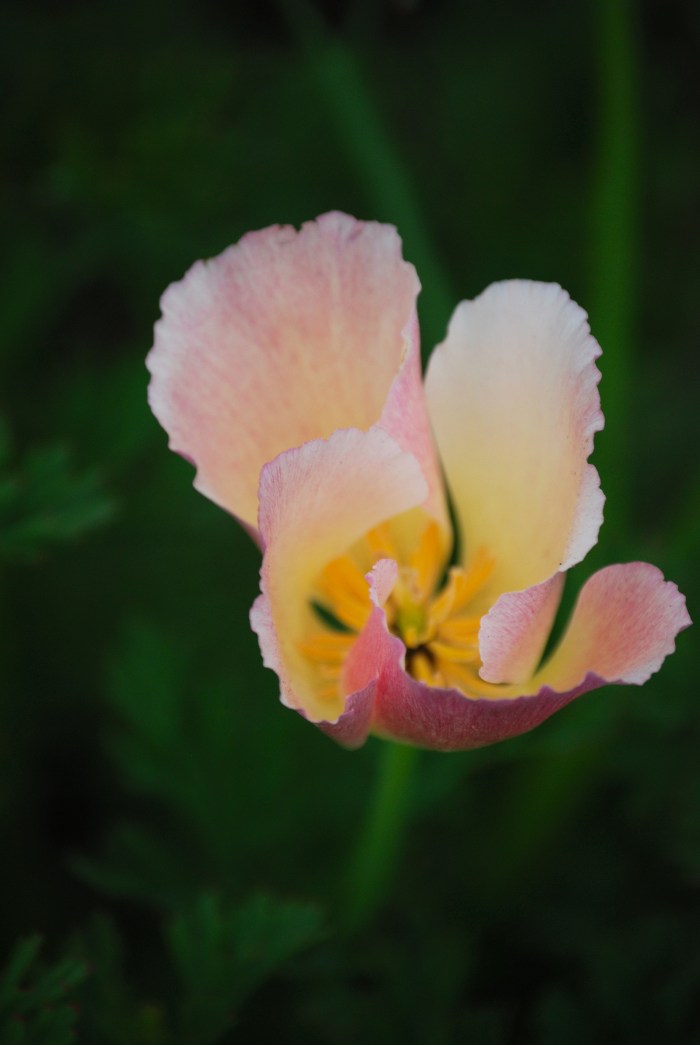 Spring Countdown: 16 Days