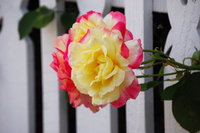 Countdown to Spring 8 days