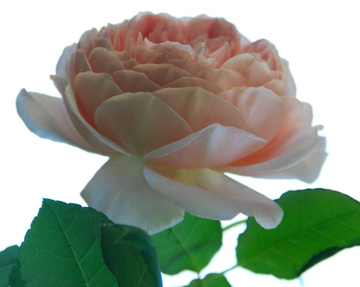 Countdown to Spring 13/2