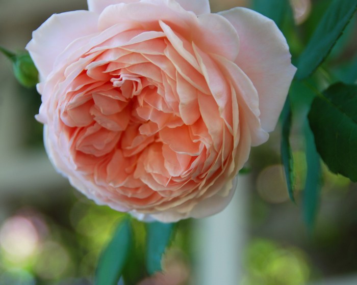 Countdown to Spring 13/1