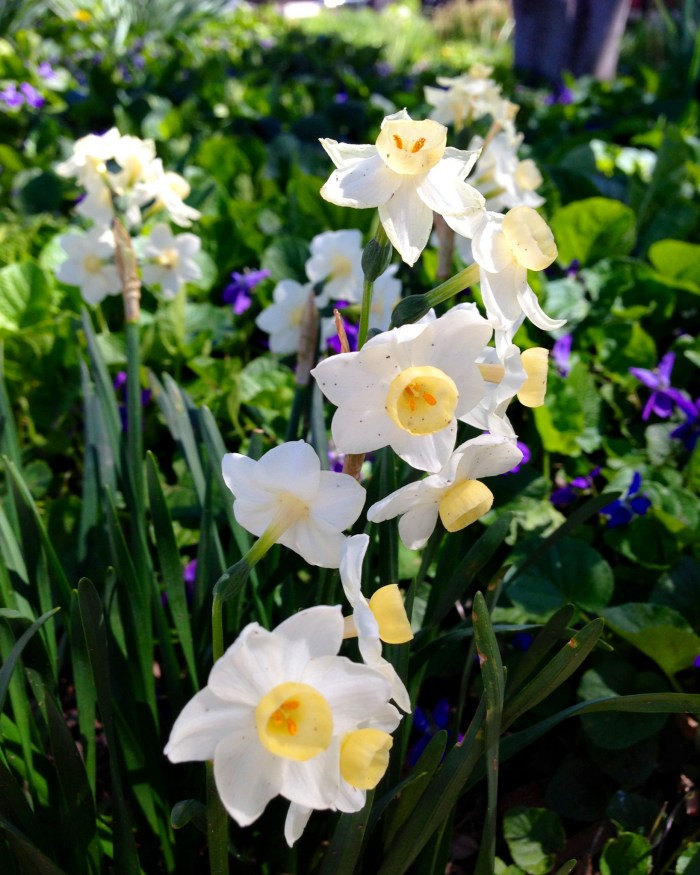 Countdown 7 Daffodil 1