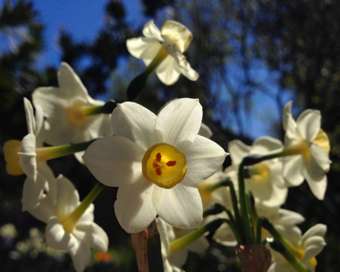 Countdown 7 Daffodil 2