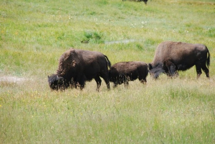 buffaloyellowstone